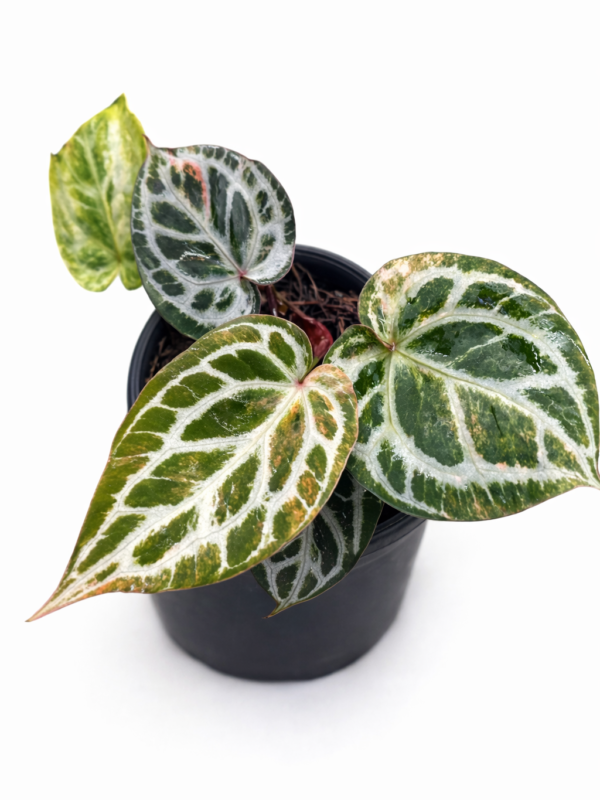 Home anhtuirum nse rc