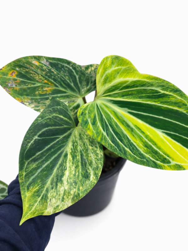 Home anthurium butterfly variegated