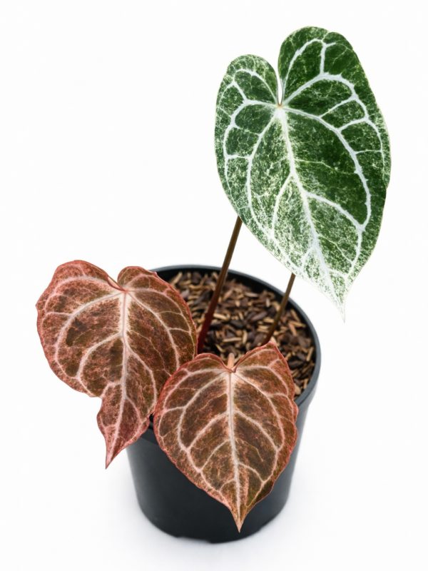 anthurium crystalinum platinum