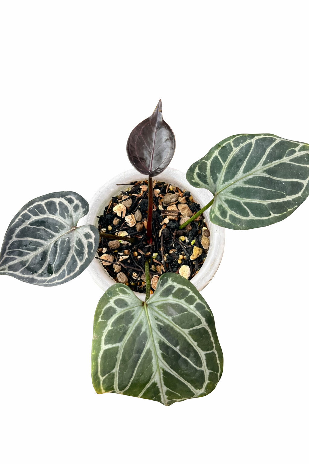 anthurium hu x rc anthurium hu x rc