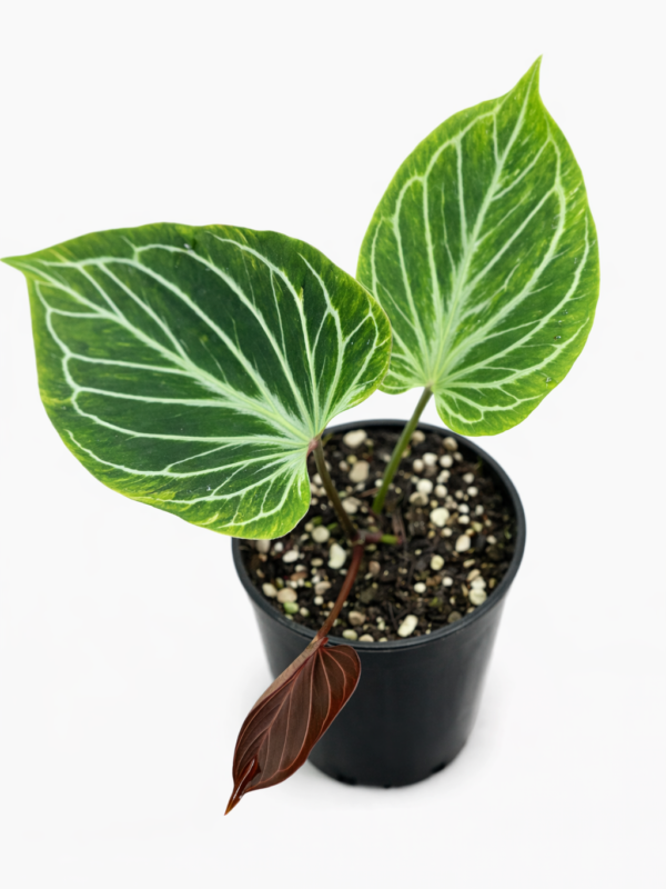 anthurium king of spades butterfly var