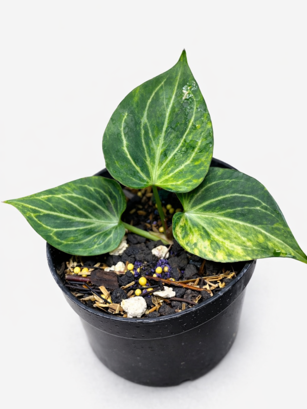 anthurium king of spades butterfly var (m size)