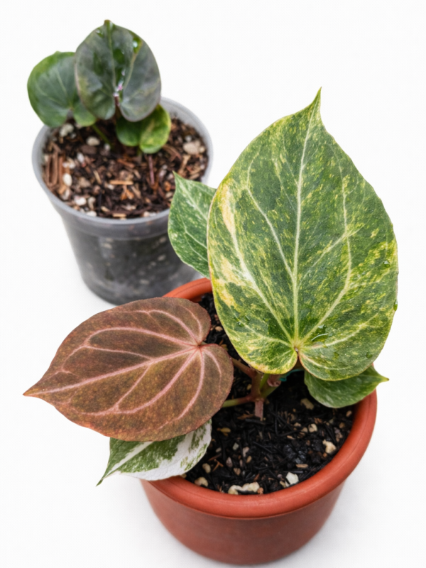 anthurium king of spades pink var