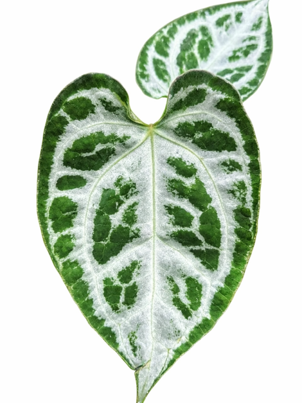 anthurium mukhlis x rc