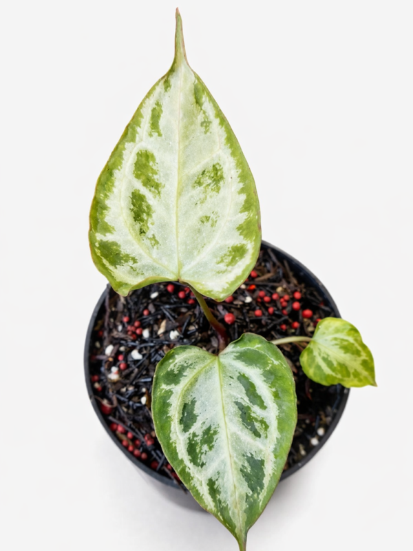 anthurium mukhlis x rc