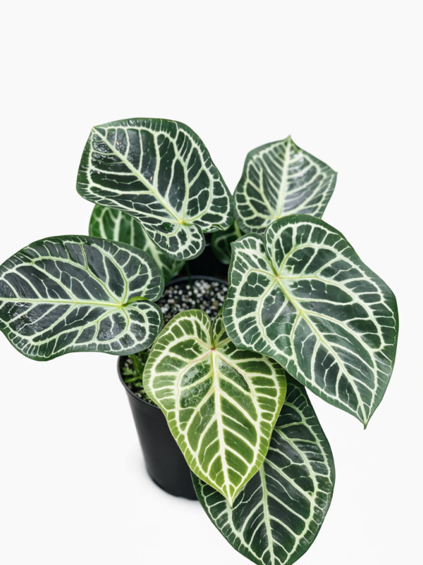 anthurium red tiger (best character)