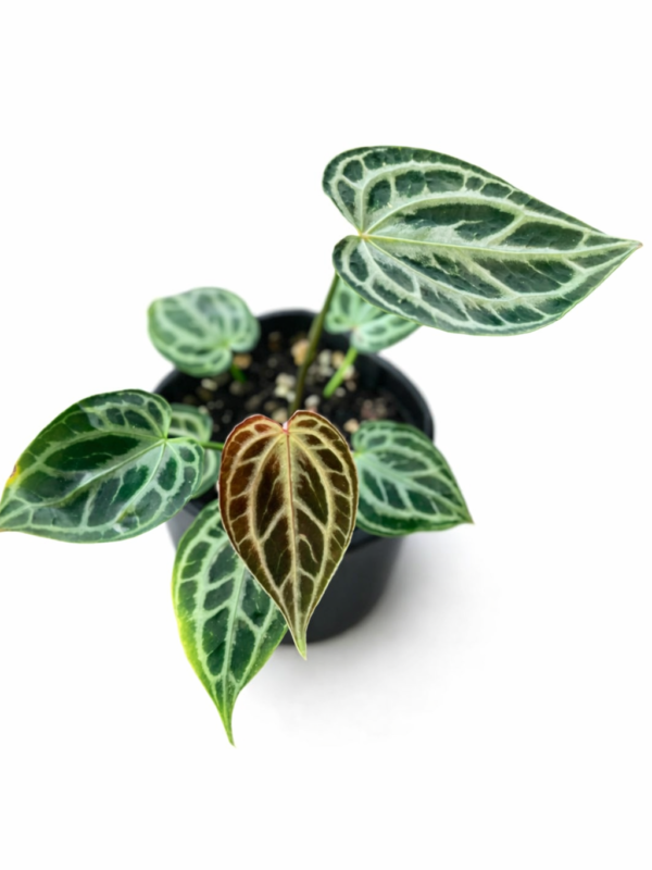 anthurium red tiger mutation