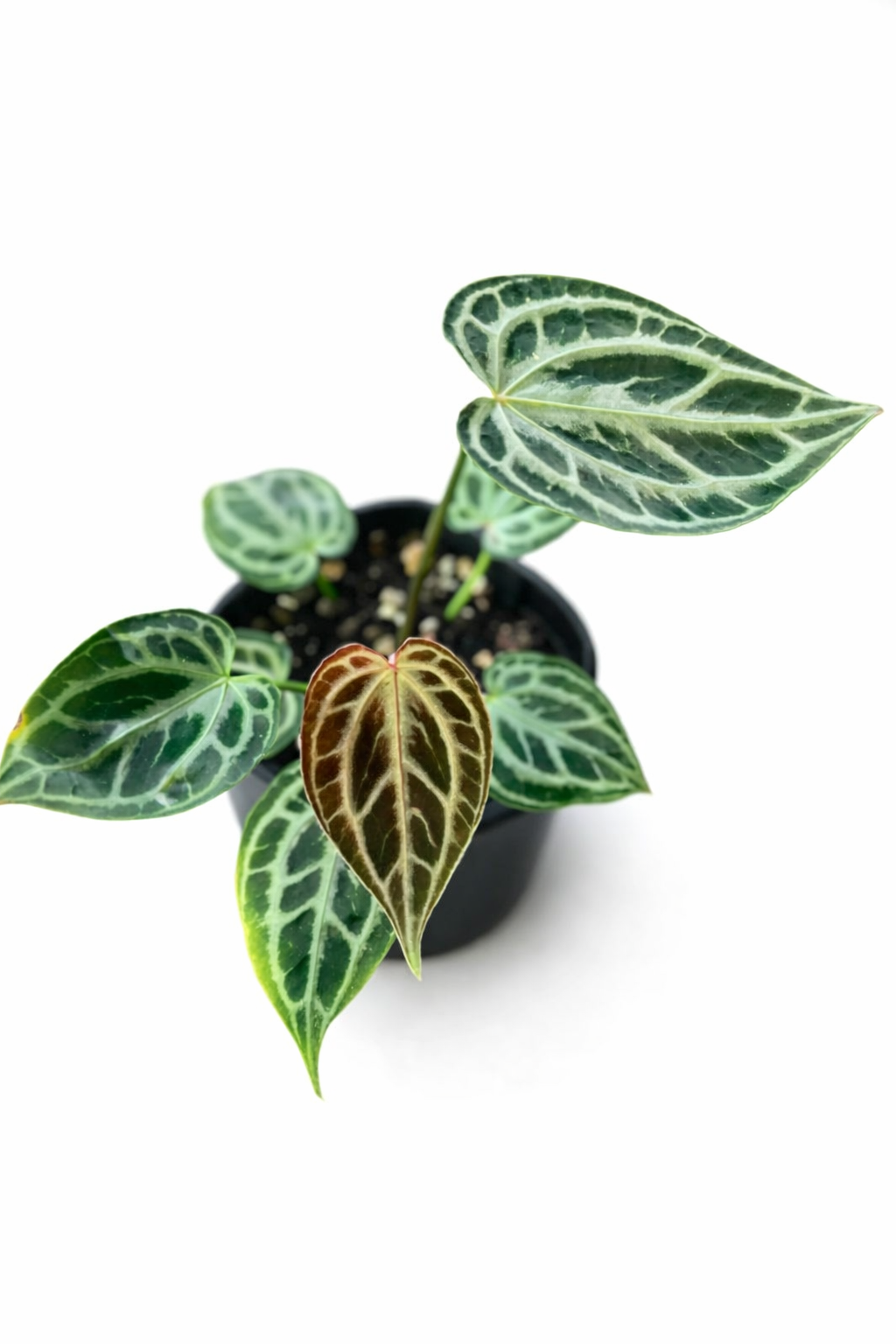 anthurium red tiger mutation anthurium red tiger mutation