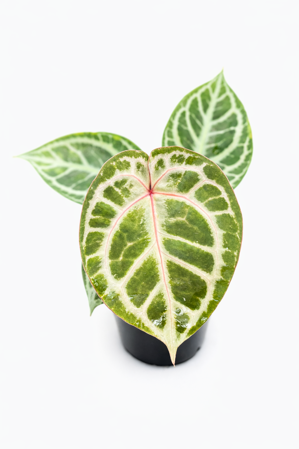 anthurium red tiger anthurium red tiger