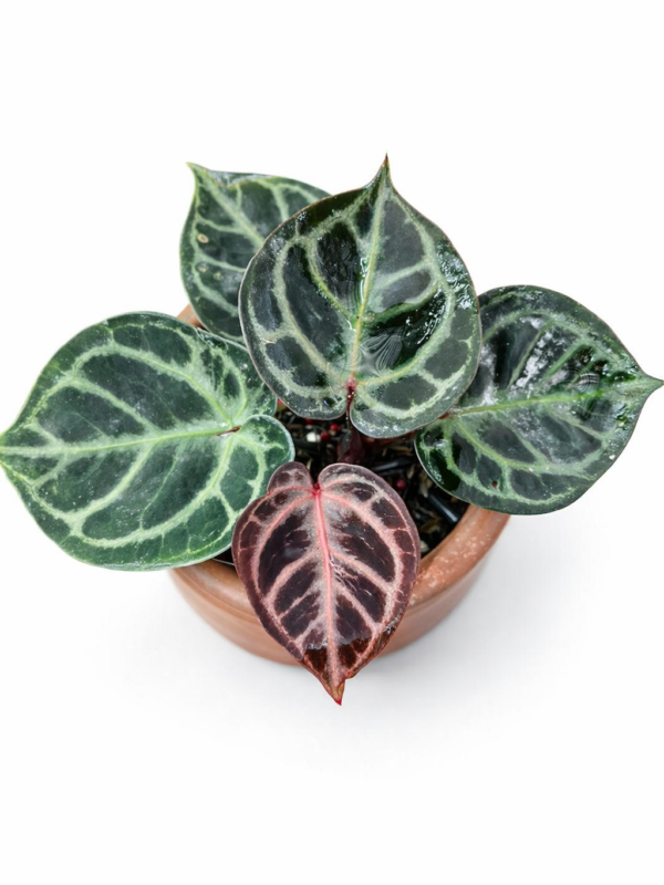 anthurium tiger red