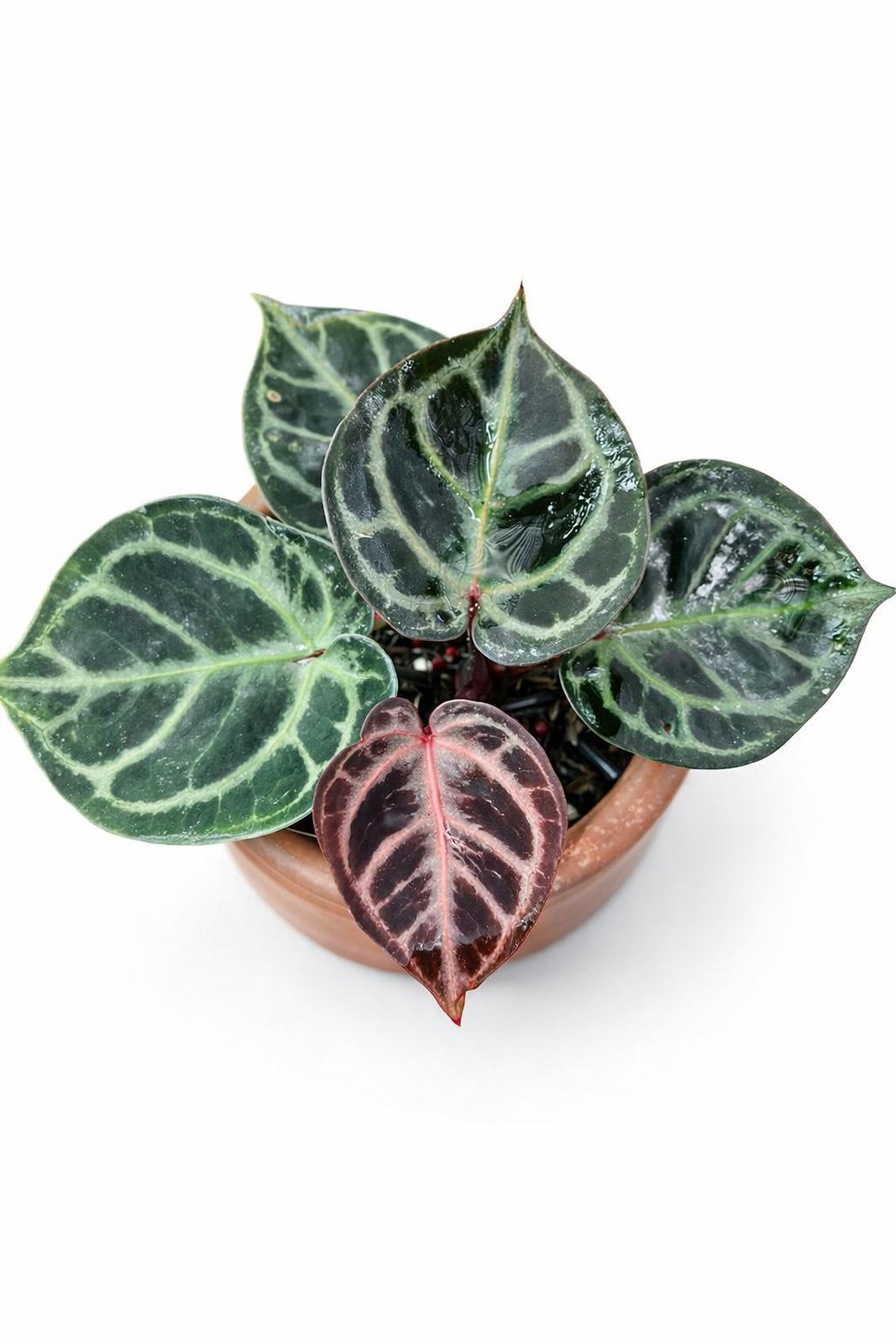 anthurium tiger red anthurium tiger red