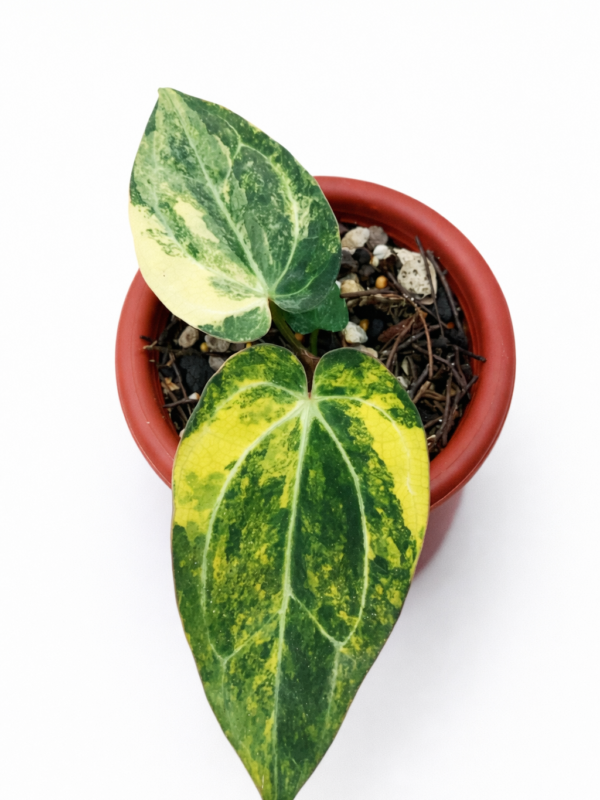 anthutium tezula x carlablackiae var