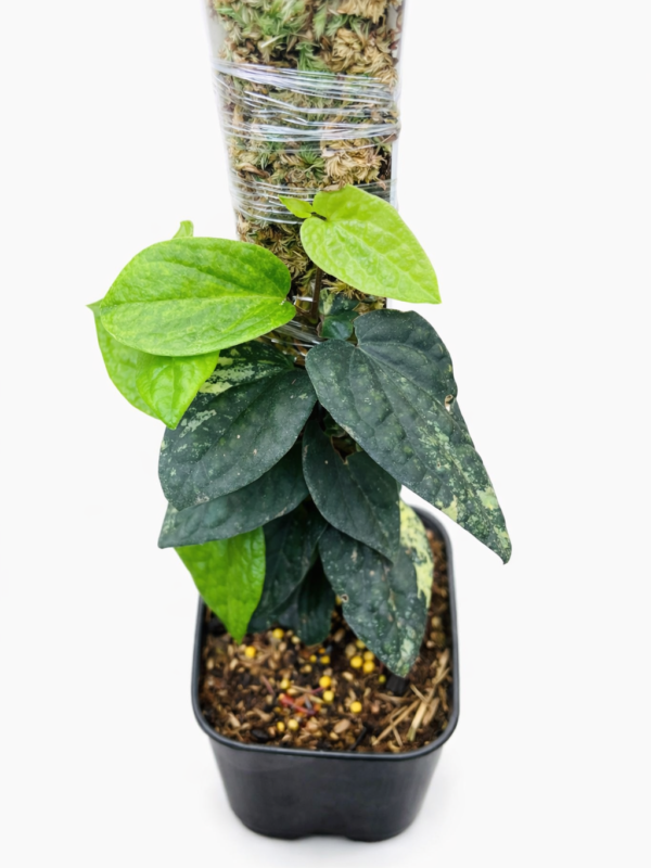 chatgpt image 19 jan 2026, 15.50.15