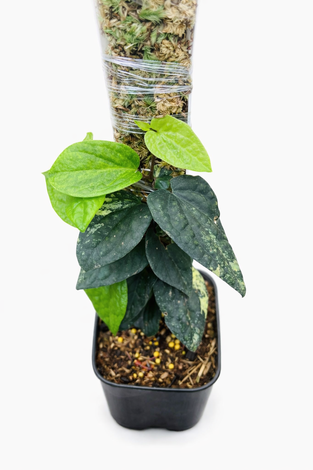 Home chatgpt image 19 jan 2026, 15.50.15