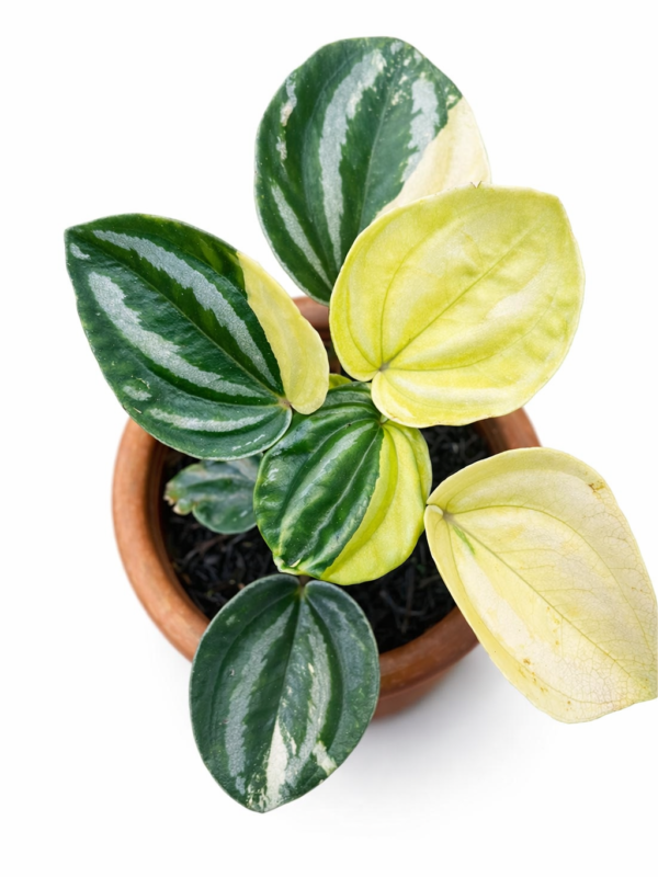peperomia variegated