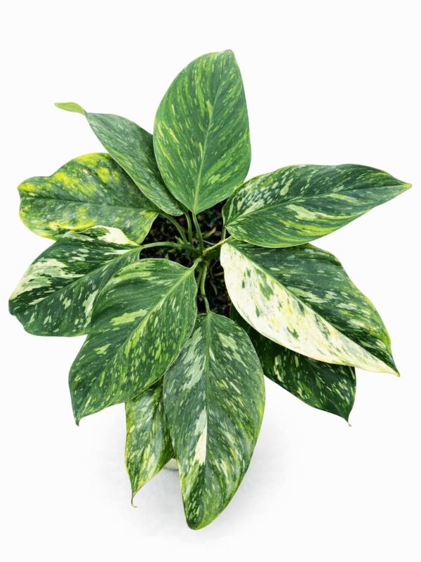 homalomena humilis var.tricolor