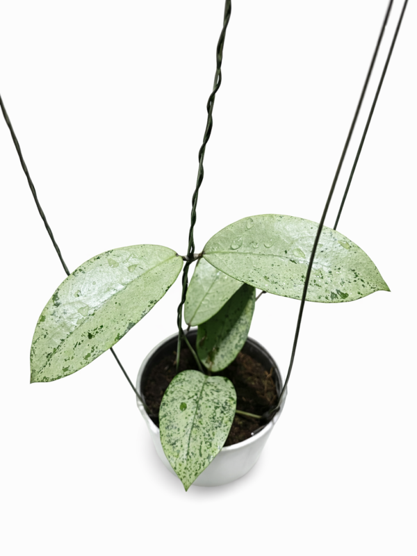 hoya aff clemensiorum emperor new release