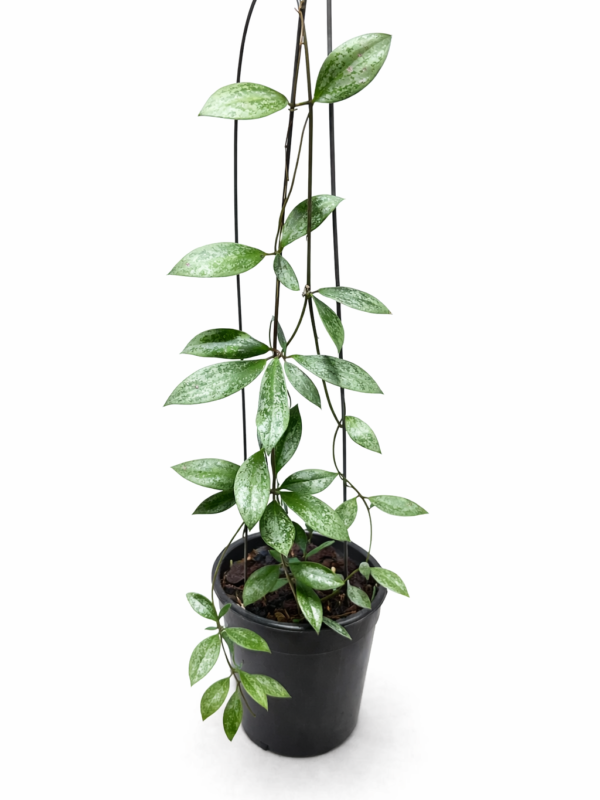 hoya aff mini coin silver