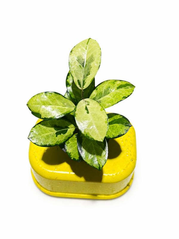 hoya australis peacok