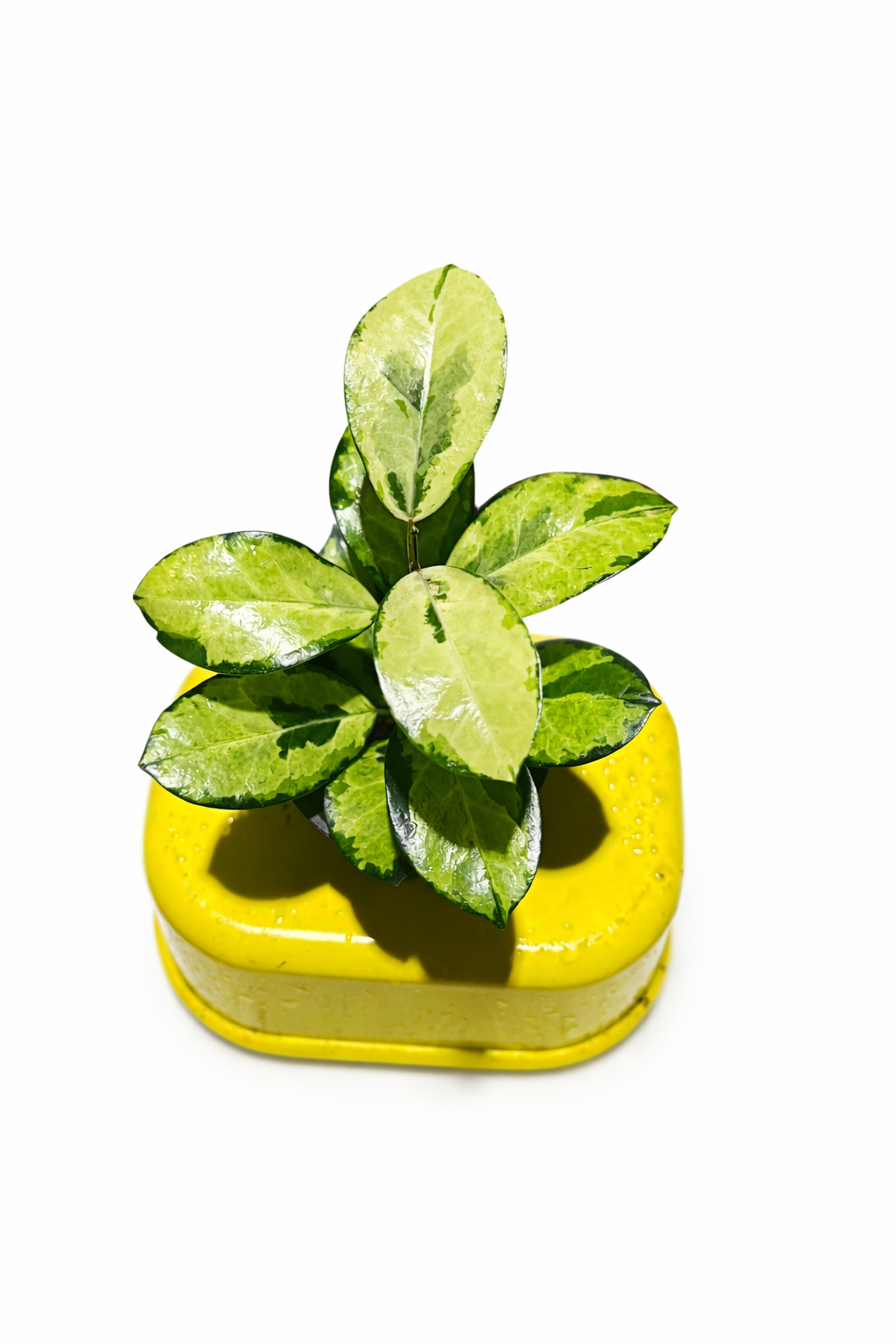 Home hoya australis peacok