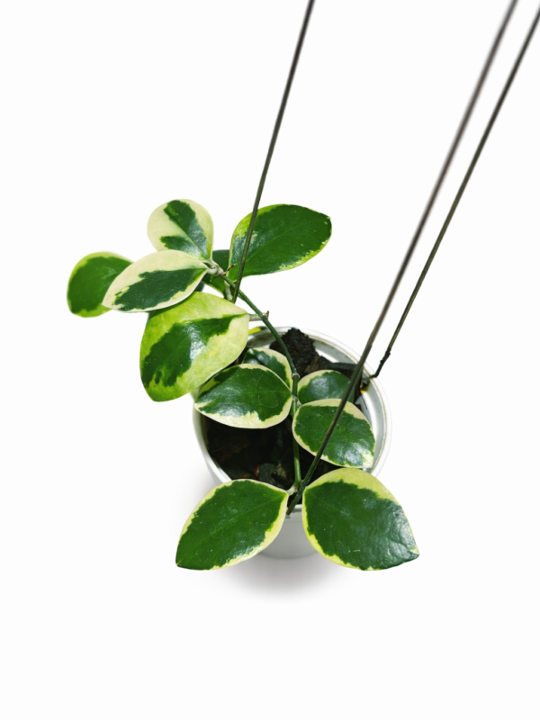 hoya incurvulla albo