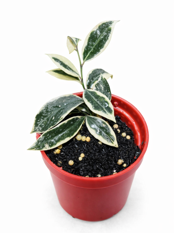 hoya lacunosa lumina