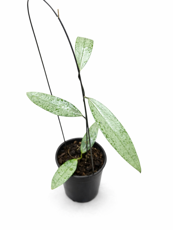 hoya sp bengkulu silver