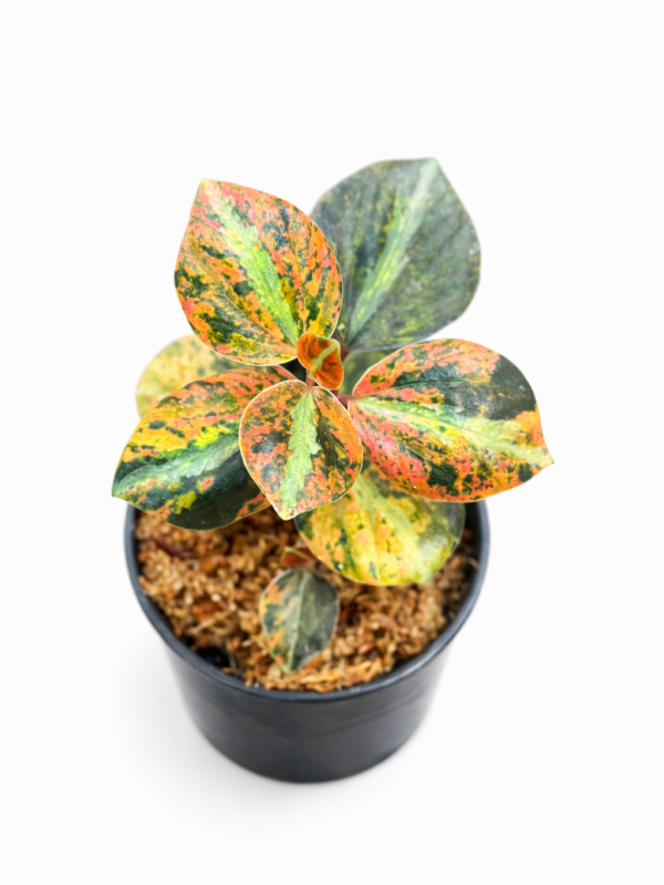 Home peperomia black metalic