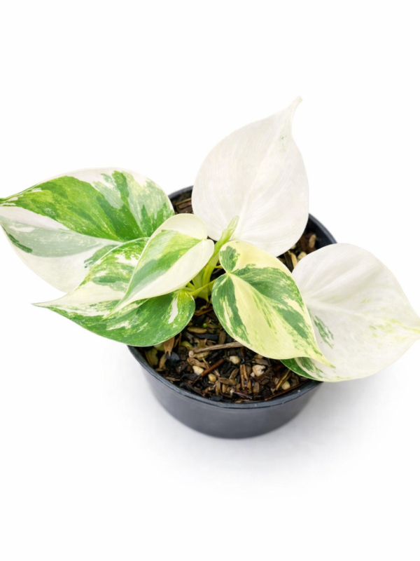 philodendron hederaceum albo