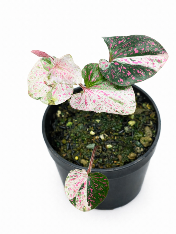 piper pink var sp. nabire