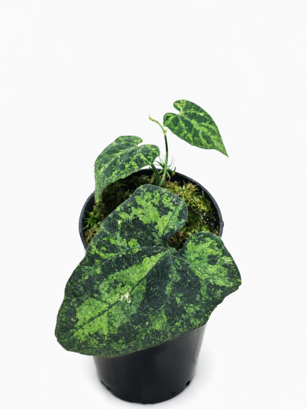 piper sp. sumatera (no.id)