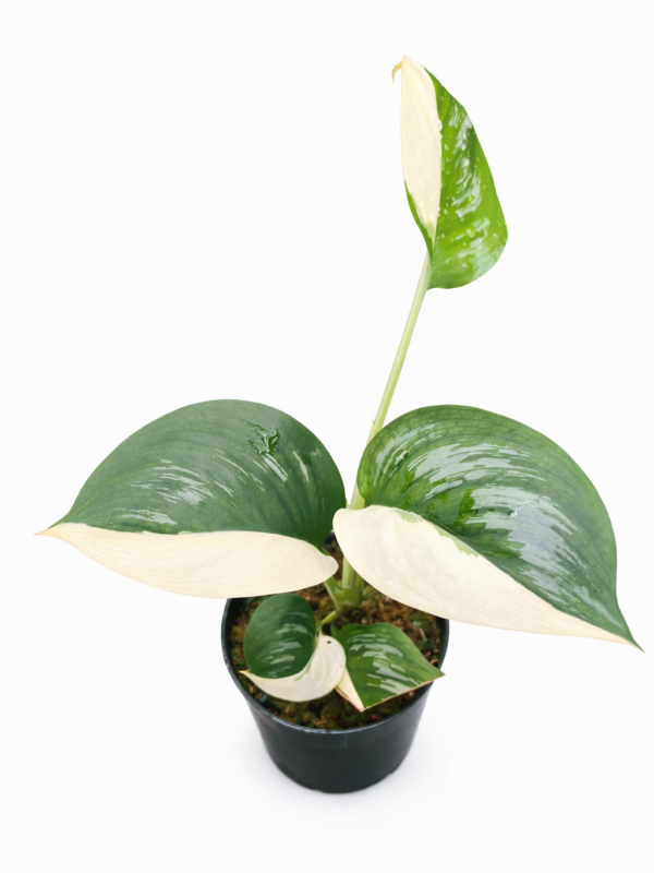 scindapsus officinalis albo