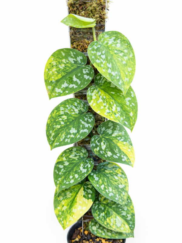 scindapsus argyraeus aurora