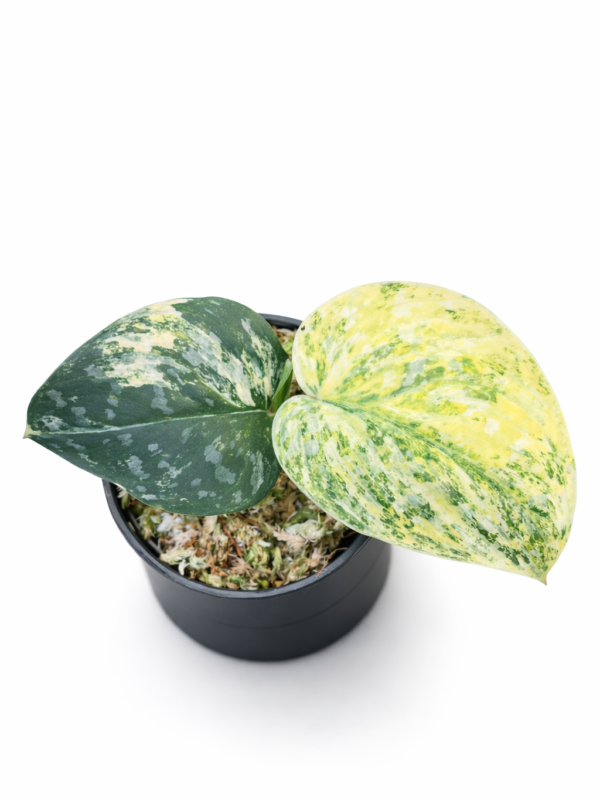 scindapsus argyraeus tricolor