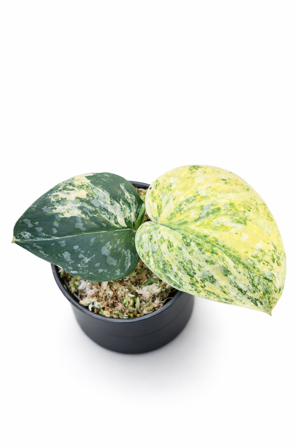 scindapsus argyraeus tricolor scindapsus argyraeus tricolor