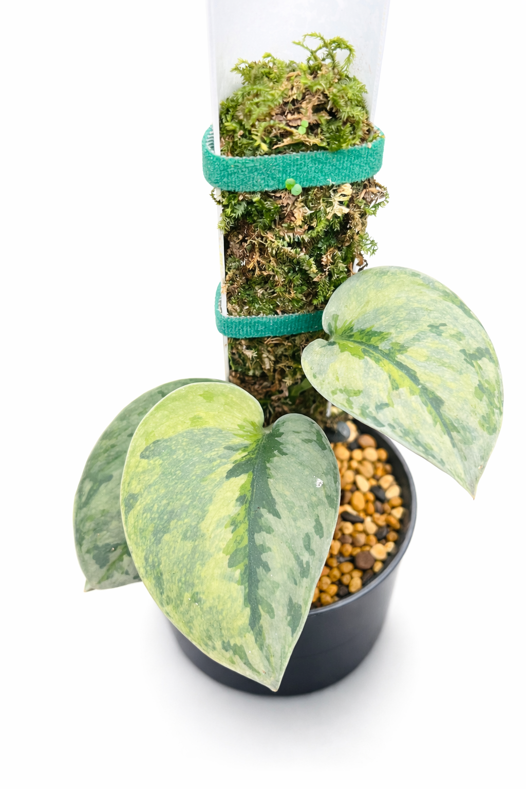 scindapsus arunika scindapsus arunika