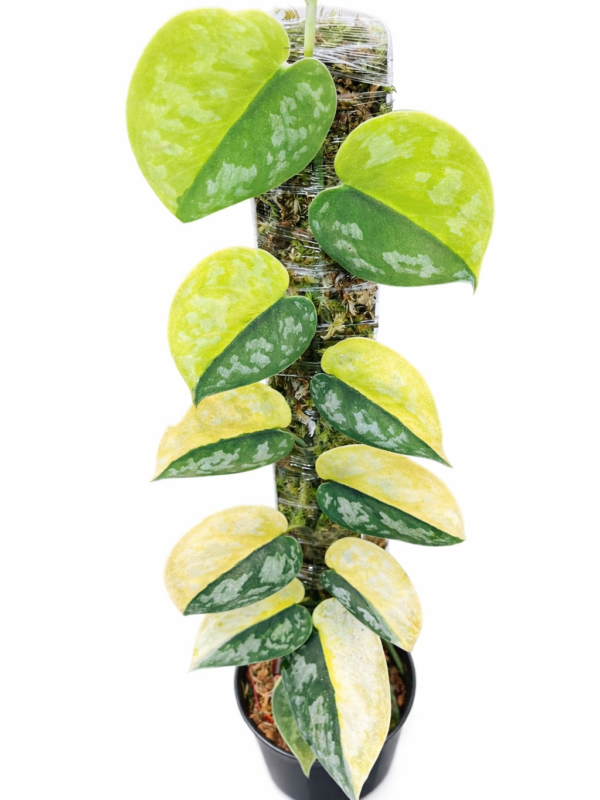 scindapsus bakudapati