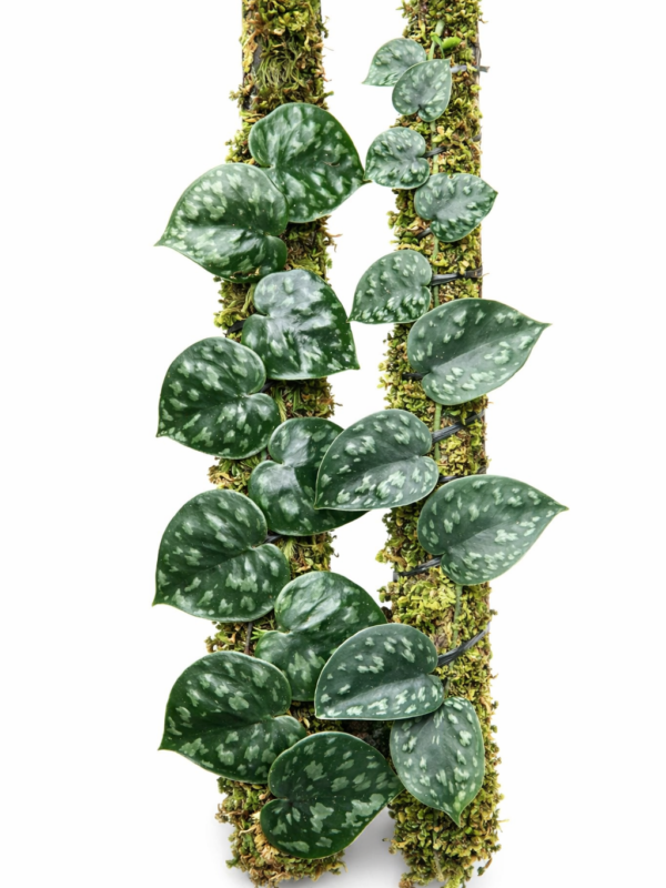 scindapsus black mamba