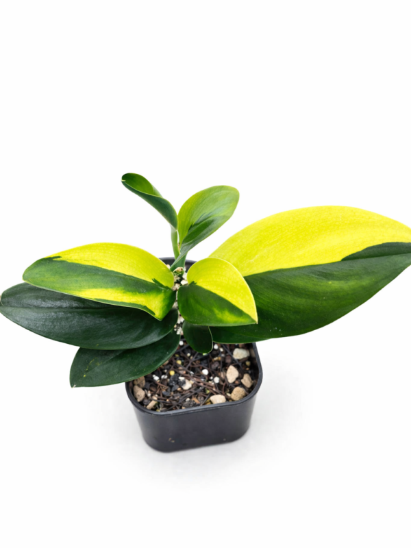 scindapsus black treubi var long leaf