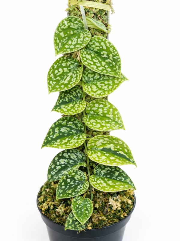 Home scindapsus dara