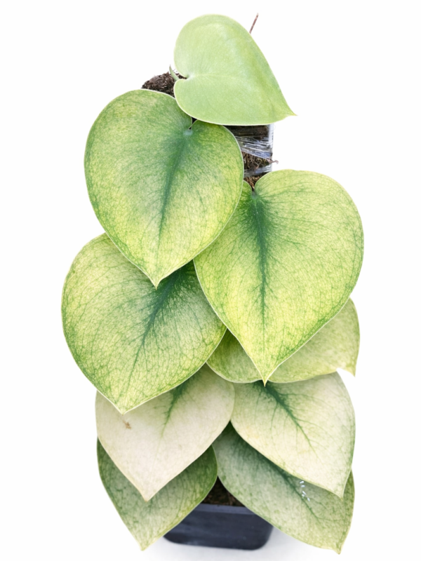 scindapsus exotica mint sumatera