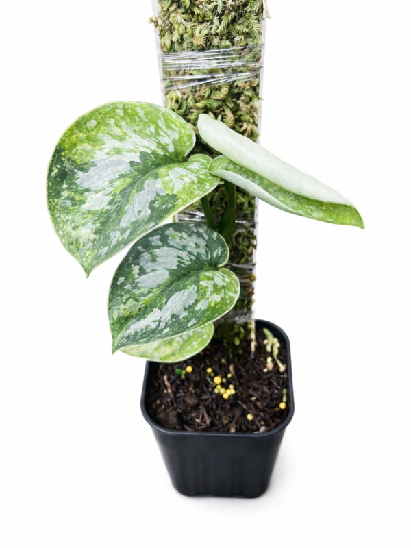 scindapsus exotica no id