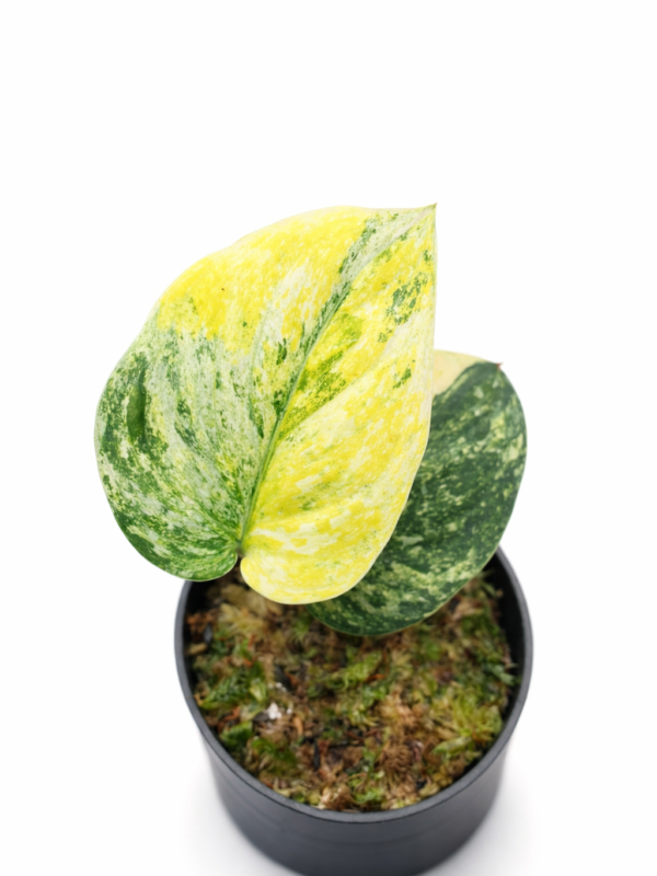 scindapsus fantasy tricolor