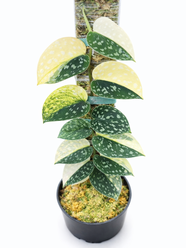 scindapsus fatamorgana