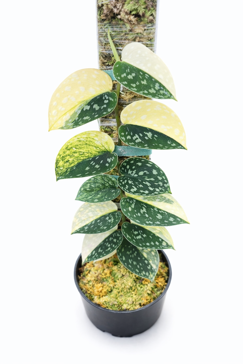 scindapsus fatamorgana scindapsus fatamorgana