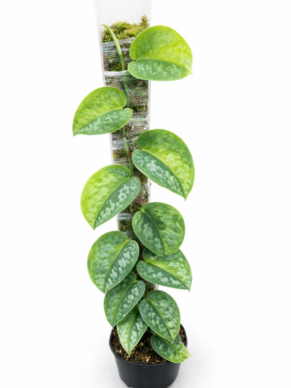 scindapsus kapuas green on green