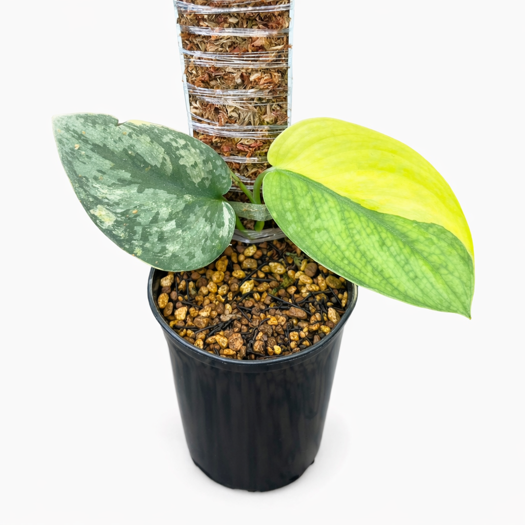 scindapsus legacy scindapsus legacy