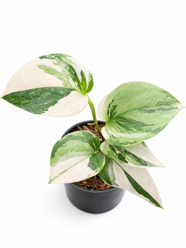 scindapsus moonlight var albo