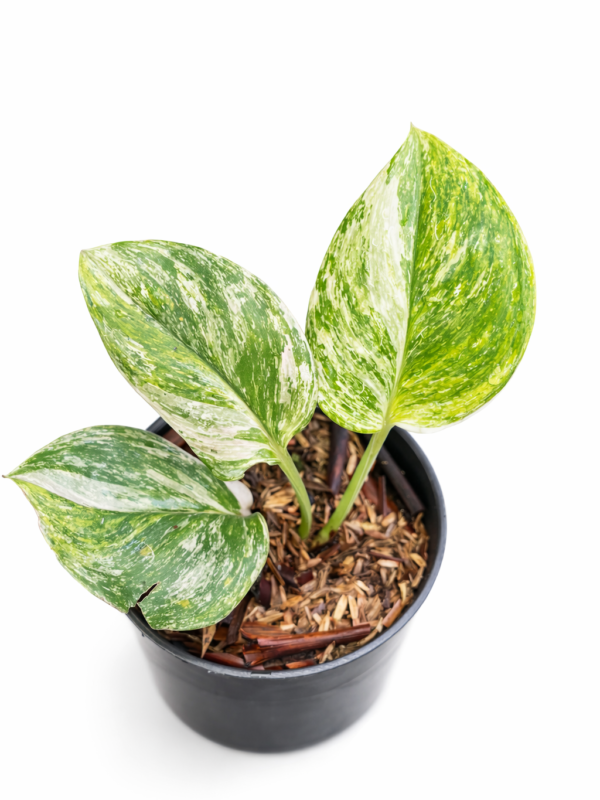 scindapsus moonlight var tricolor