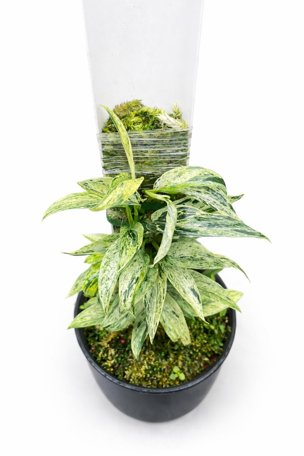 scindapsus mutiara scindapsus mutiara